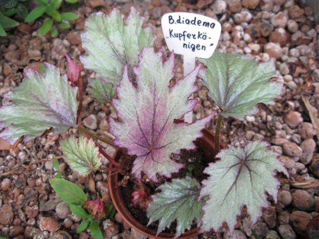 Begonia diadema "Kupferk?nigin"